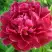 Пион КИТАЙСКИЙ ШЕЛК травянистый в Лиде