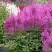 Астильба АМЕТИСТ Арендса в Лиде
