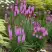 Лиатрис РОЗЕА колосковая в Лиде