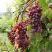 Виноград КИШМИШ ЗАПОРОЖСКИЙ в Лиде