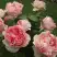 Роза ФИЛИНГ чайно-гибридная в Лиде