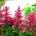 Астильба ЮНИК КАРМИН гибридная в Лиде