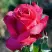 Роза ВИЕН РОУЗ чайно-гибридная в Лиде