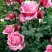 Роза ЭЙФЕЛЕВА БАШНЯ чайно-гибридная в Лиде