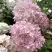 Гортензия БОМБШЕЛ метельчатая в Лиде