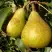 Груша ГЕНЕРАЛ ЛЕКЛЕРК в Лиде