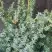 Можжевельник БЛЮ АЛЬПС китайский  в Лиде