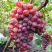 Виноград КРАСОТКА в Лиде