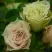 Роза ГРИН ДАЙМОНД миниатюрная в Лиде
