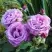 Роза ШАРЛЬ ДЕ ГОЛЛЬ чайно-гибридная в Лиде