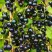 Смородина чёрная ИЗЮМНАЯ в Лиде