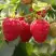 Малина РУДИ в Лиде