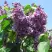 Сирень ВИОЛЕТТА в Лиде