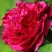 Пион НОЧНЫЕ ГРЕЗЫ древовидный в Лиде