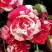 Роза ФАЙЕР ВОРКС миниатюрная в Лиде