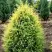 Можжевельник ГОЛД КОН обыкновенный в Лиде