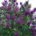Сирень СУМЕРКИ в Лиде