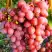Виноград КИШМИШ КРАСНЫЙ в Лиде