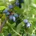 Жимолость съедобная НАРЫМСКАЯ в Лиде
