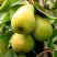 Груша НЕЖНОСТЬ колонновидная	 в Лиде