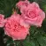 Роза ПЬЕР КАРДЕН чайно-гибридная в Лиде