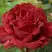 Роза РЕД ИНТУИШН чайно-гибридная в Лиде