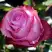 Роза ДИП ВОТЕР чайно-гибридная в Лиде