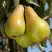 Груша КОНКОРД в Лиде