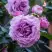 Роза СИЛЬВЕР КВИК плетистая в Лиде