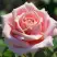 Роза ФРЕДЕРИК МИСТРАЛЬ чайно-гибридная в Лиде