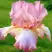 Ирис БЛАШИНГ ПИНК бородатый в Лиде