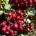 Рябина ГРАНАТНАЯ сладкоплодная в Лиде