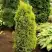 Можжевельник ГОЛД КОН обыкновенный в Лиде