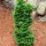 Туя СПИРАЛИС МИНИ западная в Лиде