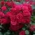Роза РАДОСТЬ САДОВНИКА (ГАРТЕН ФРОЙДЕ) почвопокровная в Лиде