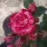Роза ФАЙЕР ВОРКС миниатюрная в Лиде