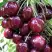 Черешня СИЛЬВИЯ колоновидная в Лиде