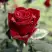 Роза ТАБУ чайно-гибридная в Лиде