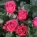 Роза ЛАВ ЛЕТТЕР флорибунда в Лиде