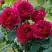 Роза КЕЙТ английская в Лиде