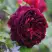 Роза МАНСТЕД ВУД английская в Лиде