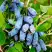 Жимолость съедобная БАКЧАРСКИЙ ВЕЛИКАН в Лиде