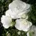 Роза АЙСБЕРГ флорибунда в Лиде