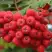 Рябина АЛАЯ КРУПНАЯ сладкоплодная в Лиде