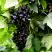 Смородина чёрная БЕЛОРУССКАЯ СЛАДКАЯ в Лиде