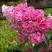 Гортензия МЕГА МИНДИ метельчатая в Лиде