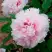 Пион ПЕРСИК ПОД СНЕГОМ древовидный в Лиде