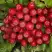 Рябина РУБИНОВАЯ сладкоплодная в Лиде