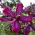 Клематис СВИТ САММЕР ЛАВ в Лиде