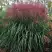 Мискантус МАЛЕПАРТУС китайский  в Лиде